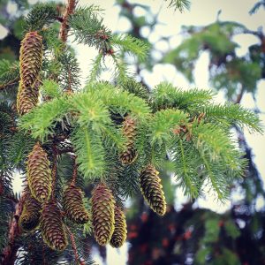norway spruce pinecones